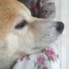 映画のある生活